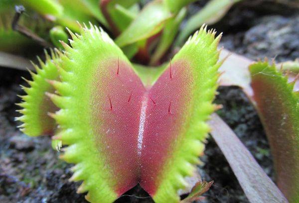 Flytrap plant