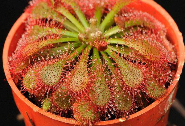 Sundew fioritura