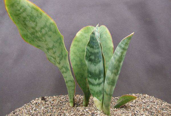 Sansevieria hyacinthoides