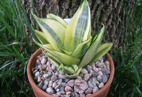 Sansevieria trifasciata