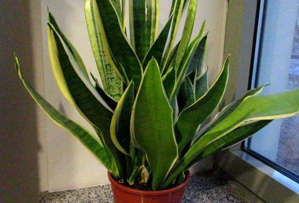 Sansevieria