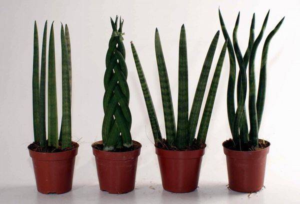 Sansevieria cylindrica