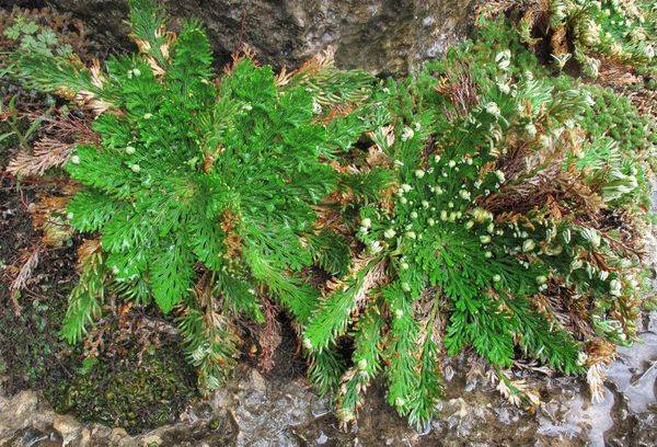 Selaginella Squamosa