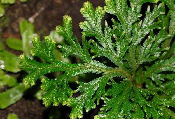 Selaginella Martens