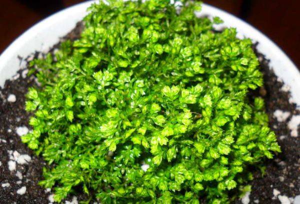 Selaginella Bezznochkovaya