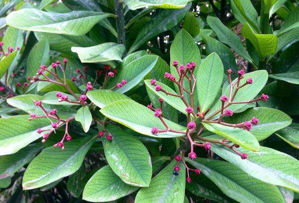 L'albero dell'amore: come prendersi cura e cosa è necessario sapere sul Sanadenium africano