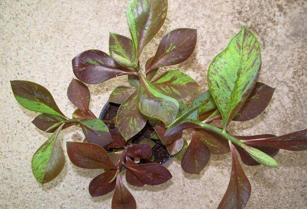 Sinadenium Rubra