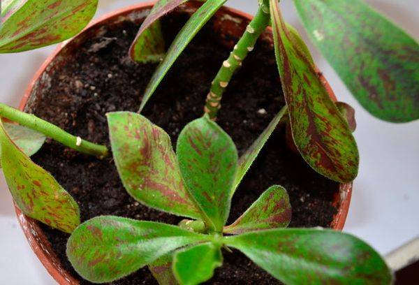 Synadenium in vaso