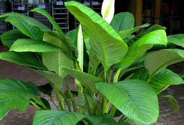 Spathiphyllum heliconious