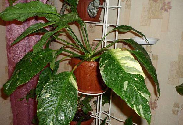 Spathiphyllum Caiti