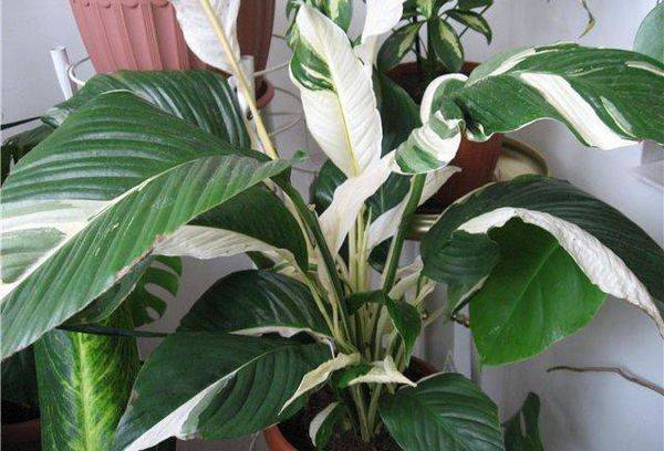 Spathiphyllum Picasso