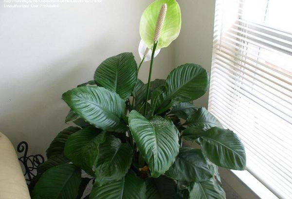 Spathiphyllum Mauna Loa