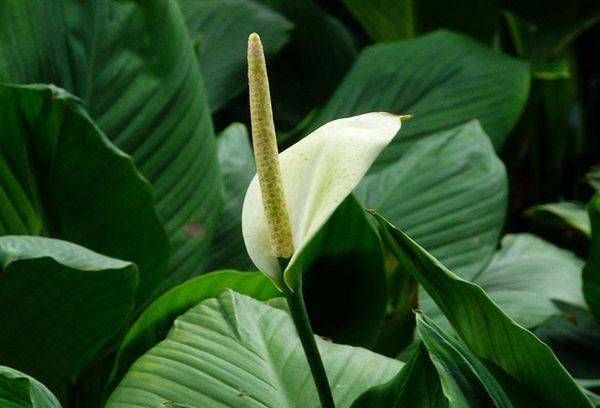 Spathiphyllum Mauna Loa