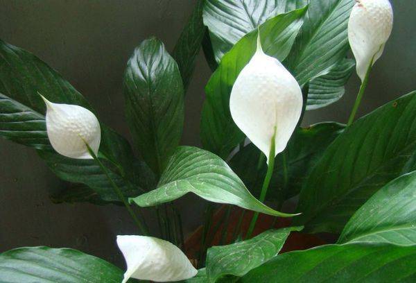 Spathiphyllum Mauna Loa