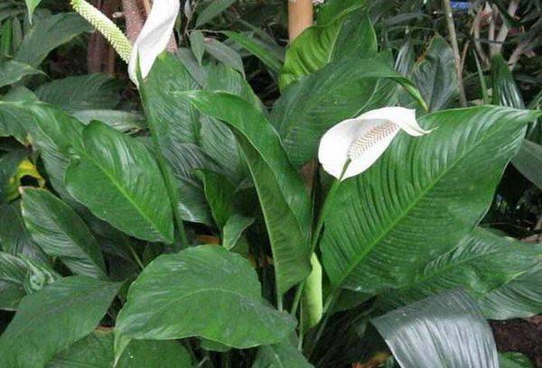 Spathiphyllum wallis