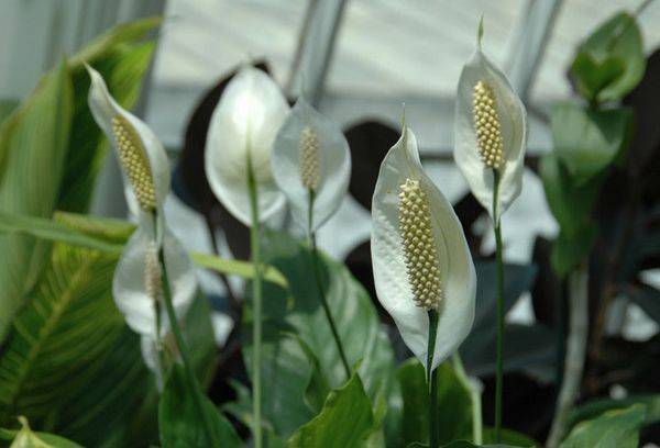 Spathiphyllum adorabile