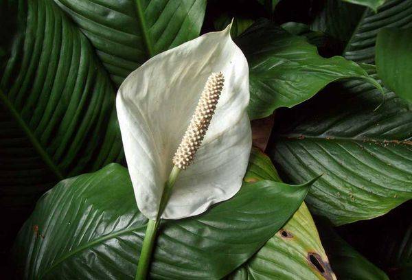 Spathiphyllum Mauna Loa