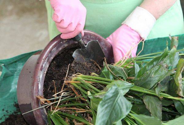 Riproduzione di Spathiphyllum