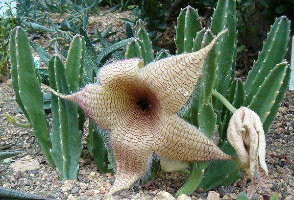 Stapelia gigante