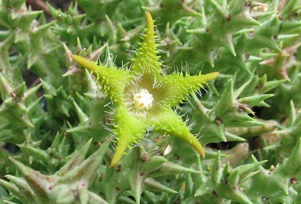 Stapelia