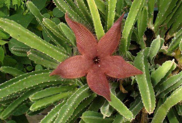 Stapelia di fioritura