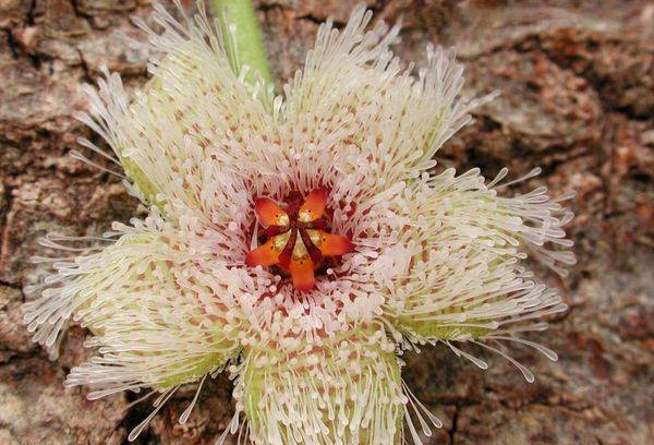 Stapelia ferruginosa