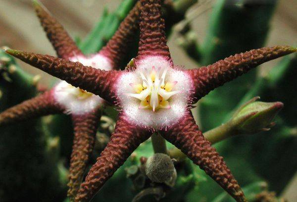 Stapelia ferruginosa