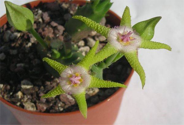 Stapelia flavopurpurea