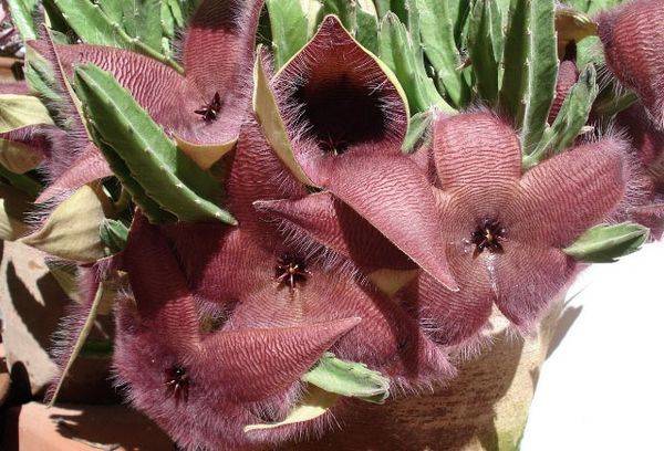 Grandiflora stapelia (grande fiore)