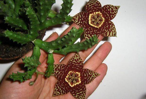 Fiori di stapelia