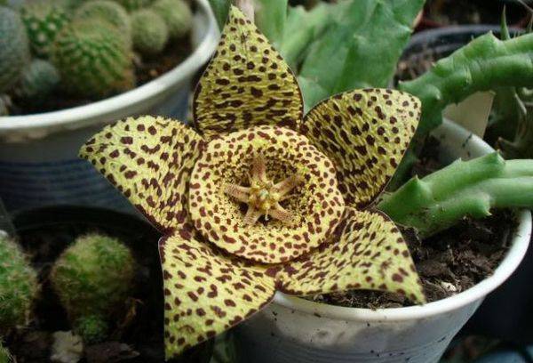 Stapelia eterogenea