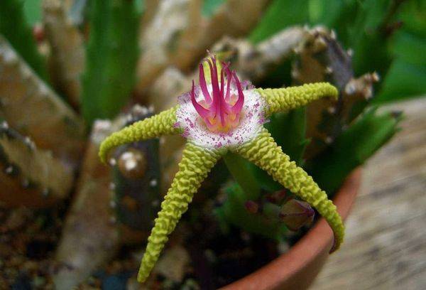 Stapelia viola dorato