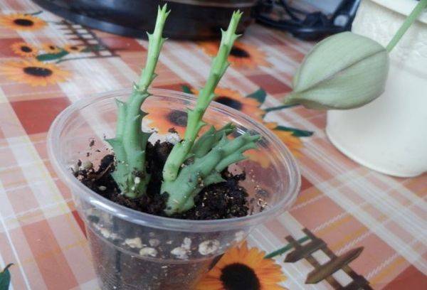 Propagazione della stapelia per talea