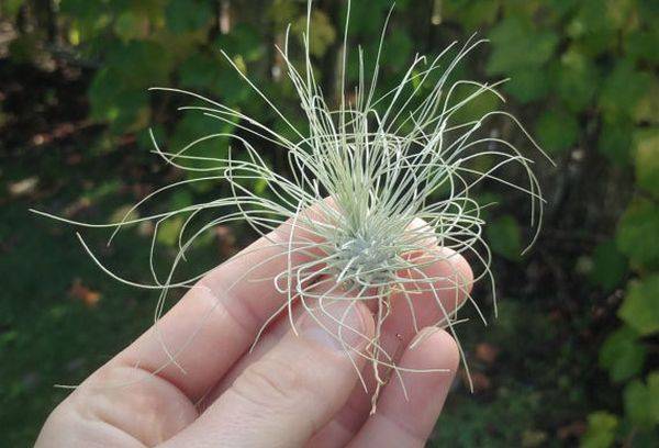 Argento Tillandsia