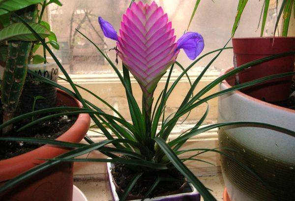 Tillandsia