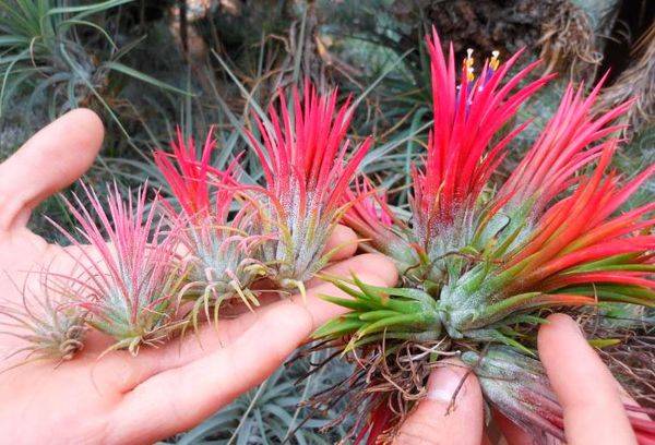 Violetta di Tillandsia