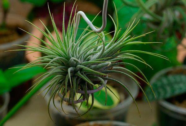 Tillandsia atmosferica