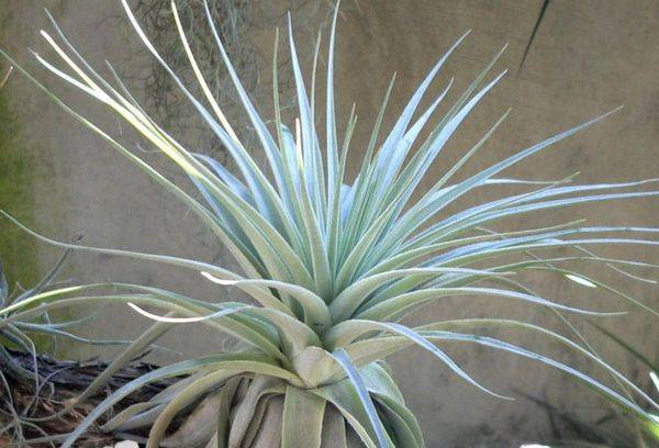 Argento Tillandsia