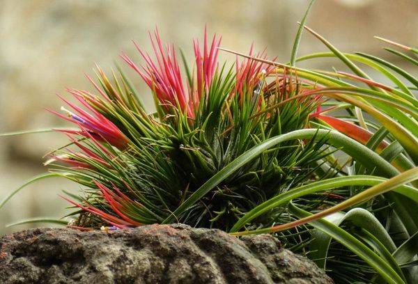 Violetta di Tillandsia