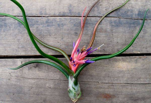 Stinco di Tillandsia