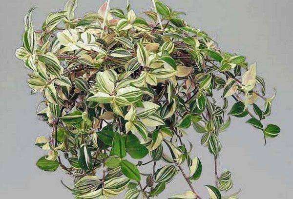 Tradescantia con foglie appassite