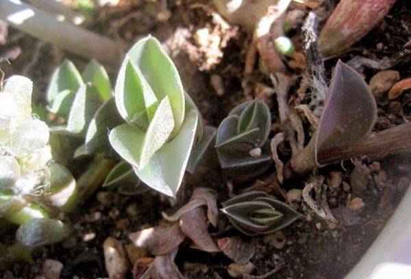 Tradescantia con foglie appassite