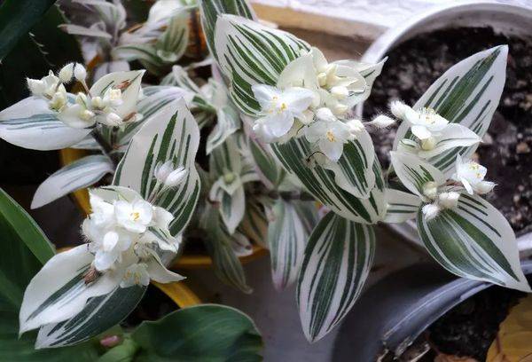 Tradescantia a fiore bianco