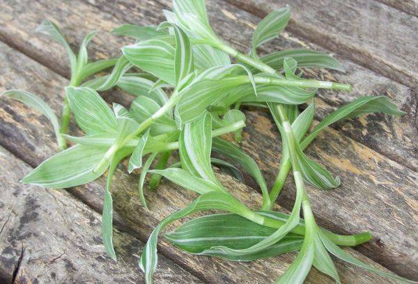 Talee di Tradescantia