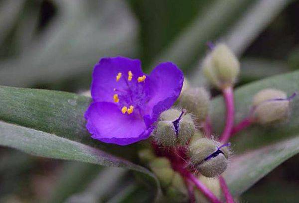 Tradescantia Virgin