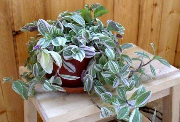 Tradescantia in una pentola