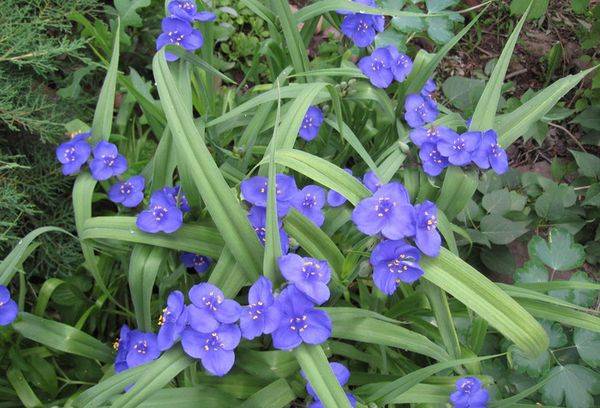 Tradescantia Anderson