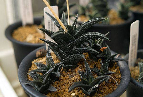 Haworthia