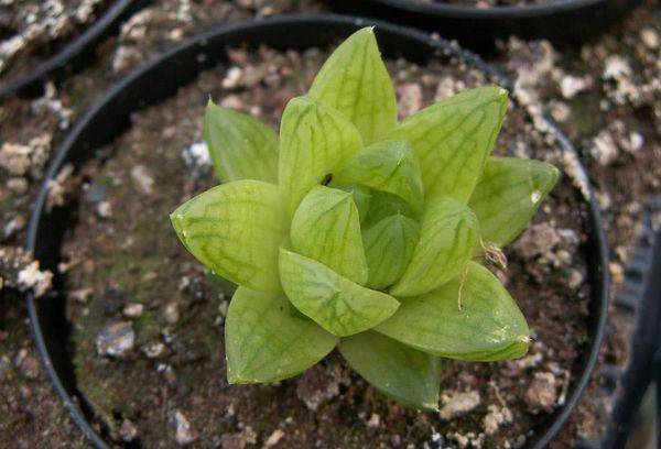 Scaphoid haworthia