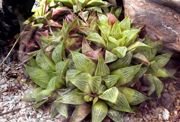 Fiore Haworthia